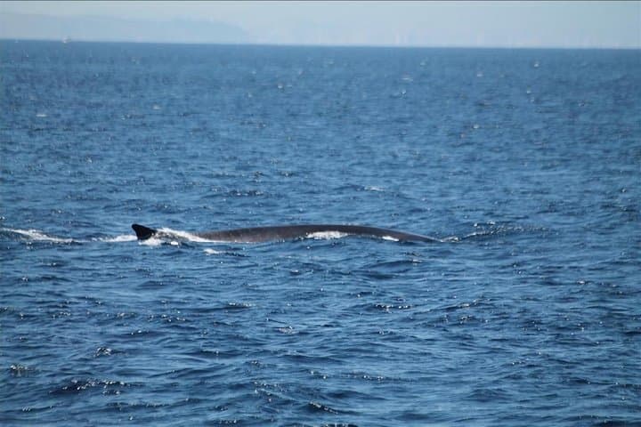 Dolphin Watching in Gibraltar: Day Trip from Seville to the Strait photo 6