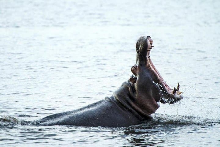 Chobe Camping Safari From Victoria Falls: 3-Day Bush & River Experience photo 5