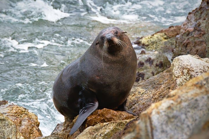 Cape Peninsula Picturesque Tour — Boat to Duiker Island, Cape Point & Boulders Beach Penguins photo 4