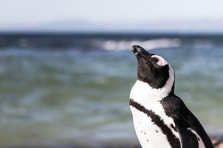 Cape Peninsula Picturesque Tour — Boat to Duiker Island, Cape Point & Boulders Beach Penguins photo 5