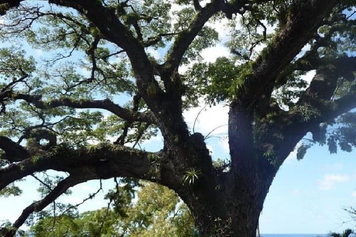 Scenic Romney Manor and Brimstone Hill: Panoramic St Kitts Shore Excursion photo 5