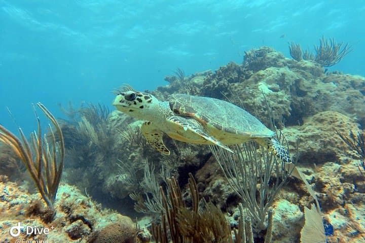 Fajardo Afternoon Snorkeling Adventure: Coral Cays & Sea Turtles photo 3