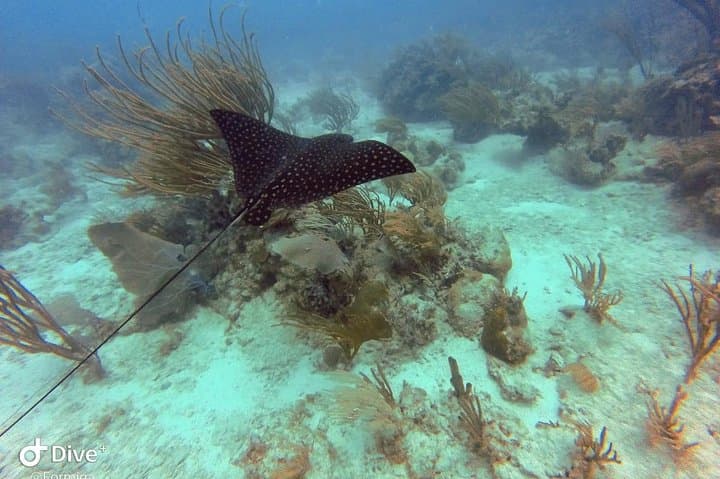 Fajardo Afternoon Snorkeling Adventure: Coral Cays & Sea Turtles photo 5