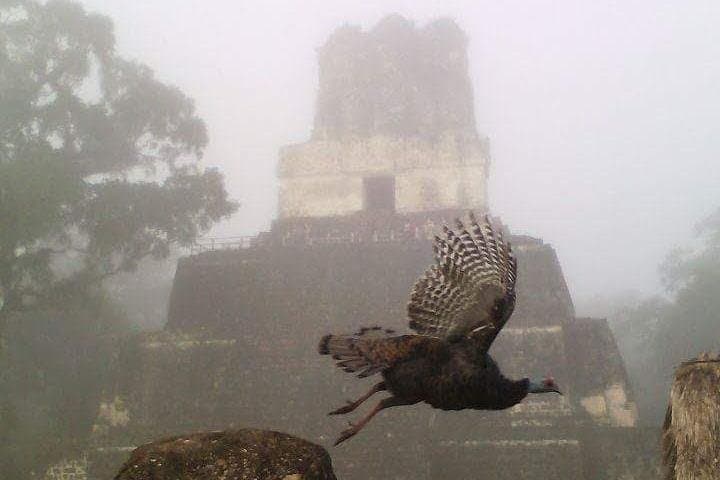 Tikal Birdwatching and Archaeological Tour — Jungle Birds and Ancient Temples