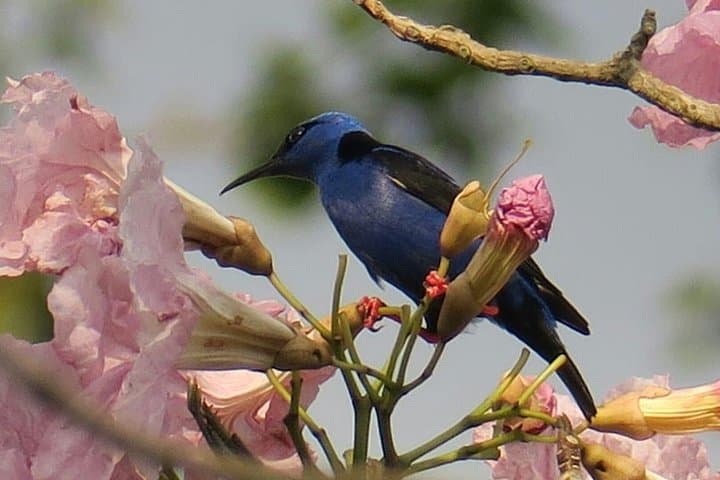 Tikal Birdwatching and Archaeological Tour — Jungle Birds and Ancient Temples photo 2