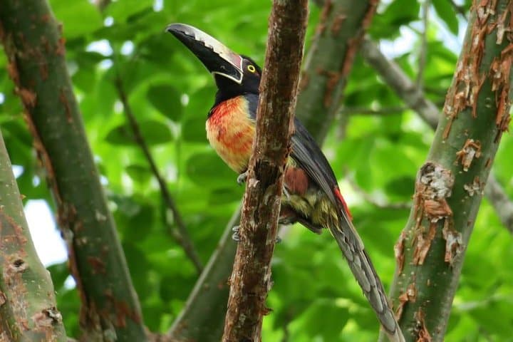 Tikal Birdwatching and Archaeological Tour — Jungle Birds and Ancient Temples photo 3
