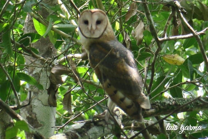 Tikal Birdwatching and Archaeological Tour — Jungle Birds and Ancient Temples photo 4