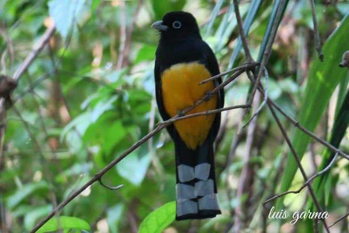 Tikal Birdwatching and Archaeological Tour — Jungle Birds and Ancient Temples photo 5