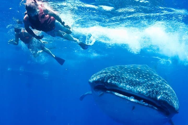 Swim With Whale Sharks in the Riviera Maya: Private Ecofriendly Tour Guide