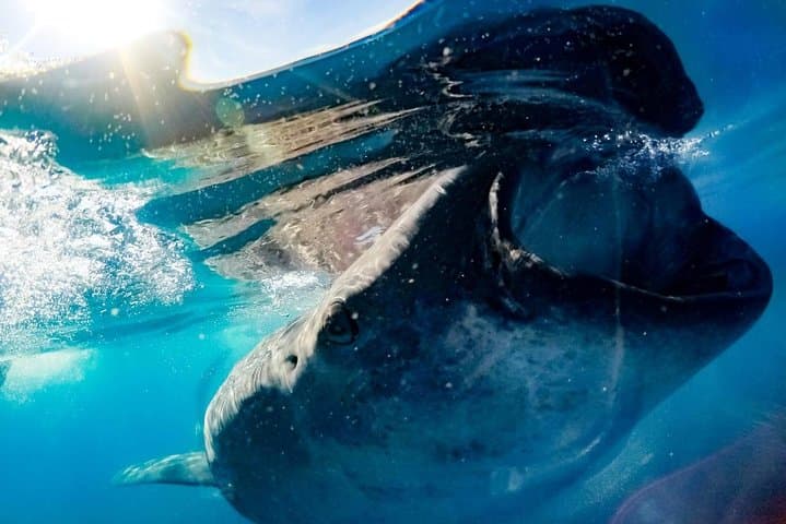 Swim With Whale Sharks in the Riviera Maya: Private Ecofriendly Tour Guide photo 5