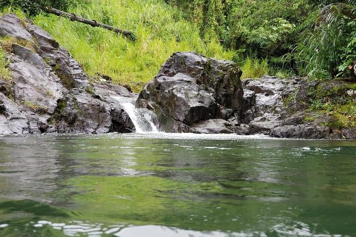 Vermont Nature Trail Private Tour — St. Vincent Rainforest & Endemic Parrots photo 2