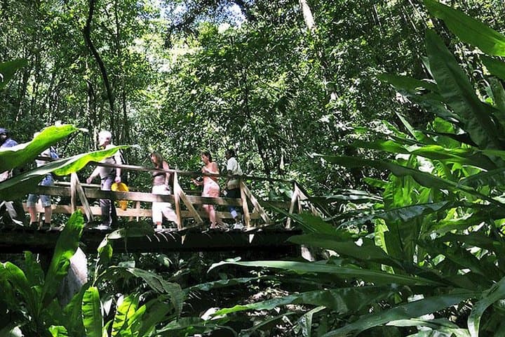 Vermont Nature Trail Private Tour — St. Vincent Rainforest & Endemic Parrots