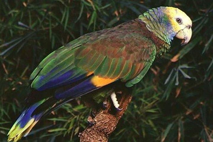 Vermont Nature Trail Private Tour — St. Vincent Rainforest & Endemic Parrots photo 5