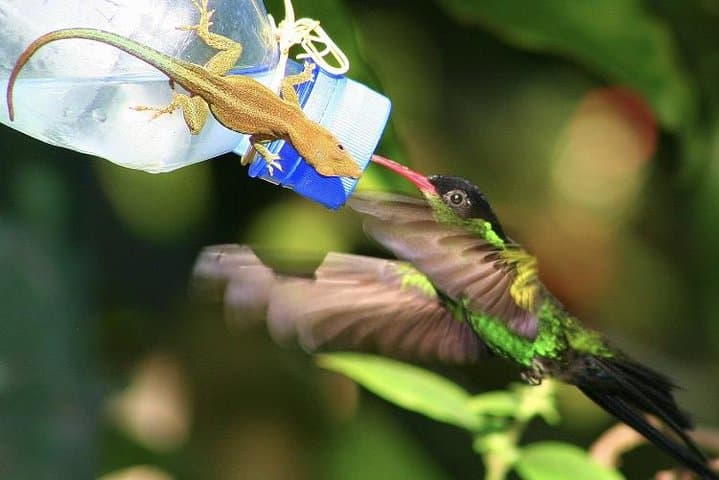 Rocklands Bird Sanctuary: Montego Bay Hummingbird Experience and Garden Walk