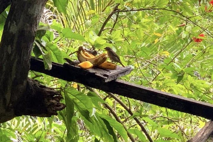 Rocklands Bird Sanctuary: Montego Bay Hummingbird Experience and Garden Walk photo 2