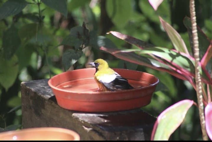 Rocklands Bird Sanctuary: Montego Bay Hummingbird Experience and Garden Walk photo 4