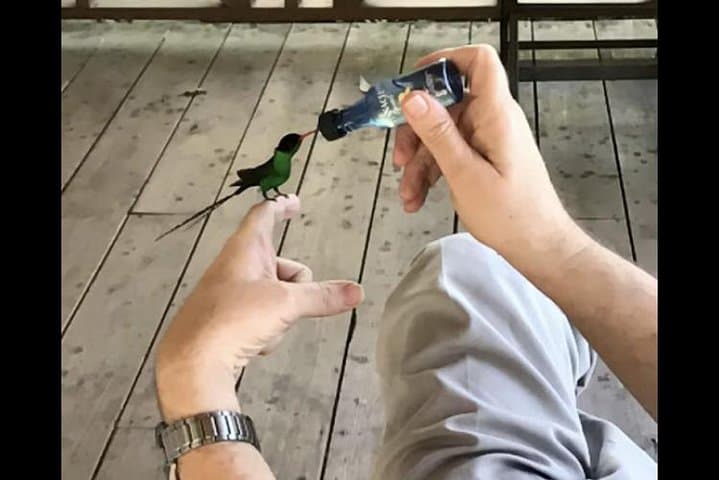 Rocklands Bird Sanctuary: Montego Bay Hummingbird Experience and Garden Walk photo 5