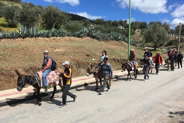 Donkey Ride from Moulay Idriss to Volubilis: Olive-Grove Passage to Roman Ruins photo 2