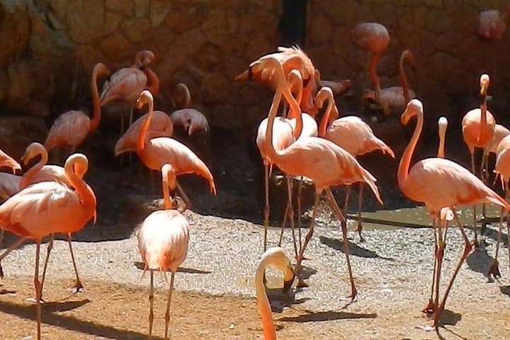 Exploring San Antonio Zoo: A Wild Adventure Through Conservation and Animal Encounters photo 2