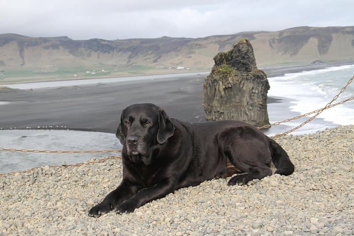 Private Day Trip to Iceland's South Coast: Seljalandsfoss, Skógafoss & Reynisfjara photo 3