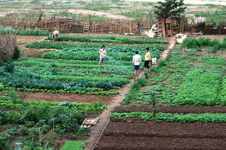 Hanoi Farm Tour & Home Cooking: Market, Fields, and an Authentic Meal photo 3
