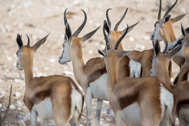 3-Day Etosha Budget Camping Safari — Game Drives & Night Waterhole Viewing photo 3