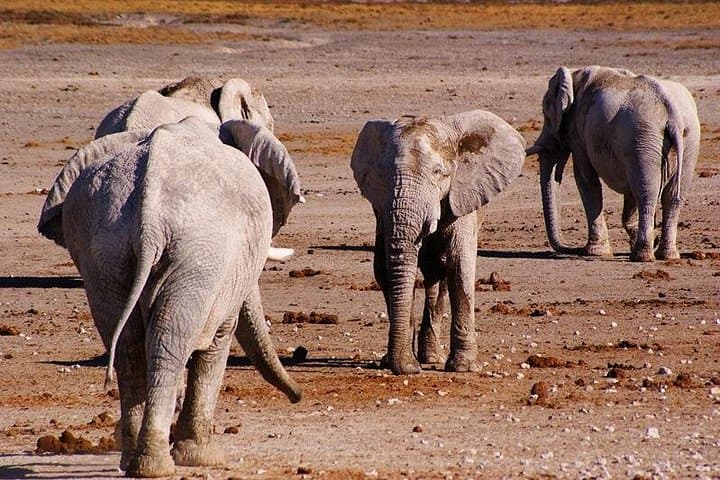 3-Day Etosha Budget Camping Safari — Game Drives & Night Waterhole Viewing photo 4