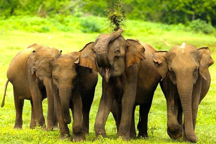 Udawalawe Half-Day Safari: See Wild Elephants & Birdlife from Galle photo 1