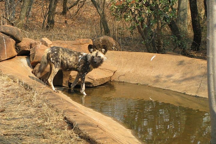 Ann van Dyk Cheetah Centre: Behind-the-Scenes Conservation and Cheetah Runs near Hartbeespoort photo 2