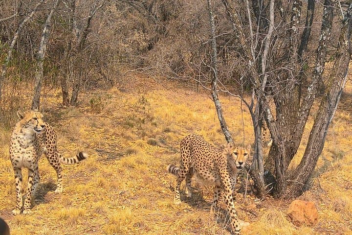 Ann van Dyk Cheetah Centre: Behind-the-Scenes Conservation and Cheetah Runs near Hartbeespoort photo 3