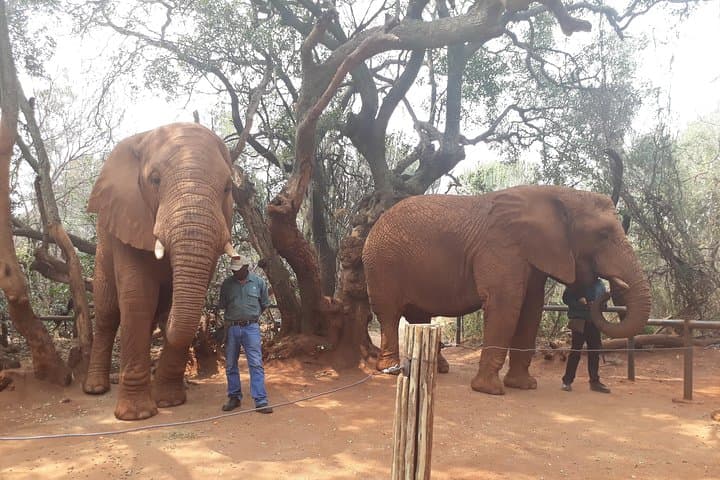Hartbeespoort Elephant Sanctuary: Walk with African Elephants on a Day Tour from Johannesburg photo 3