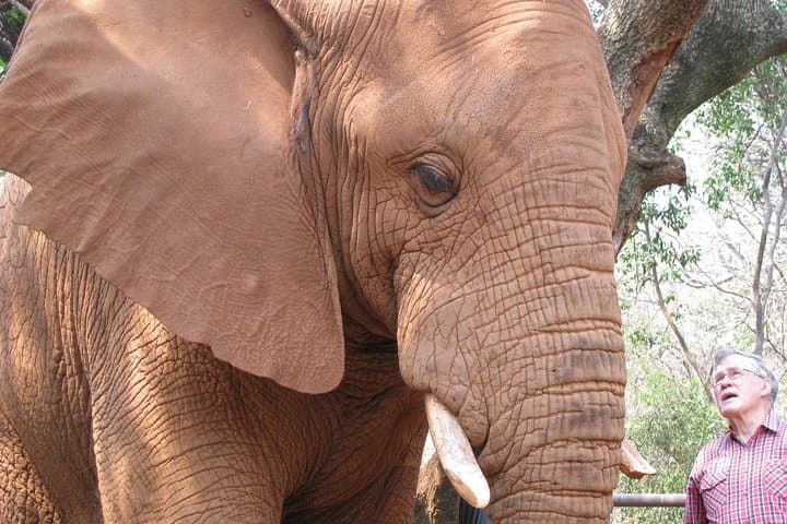 Hartbeespoort Elephant Sanctuary: Walk with African Elephants on a Day Tour from Johannesburg photo 4