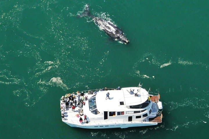 Hermanus Boat Whale Watching: Close-Up Encounters with Southern Right Whales photo 3