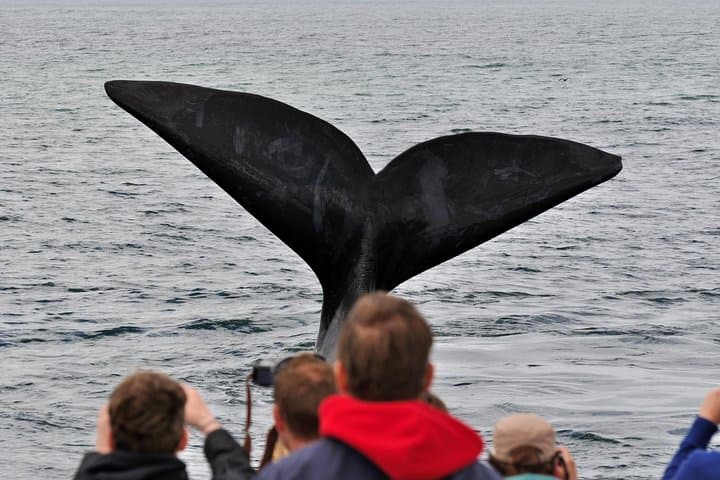 Hermanus Boat Whale Watching: Close-Up Encounters with Southern Right Whales photo 4