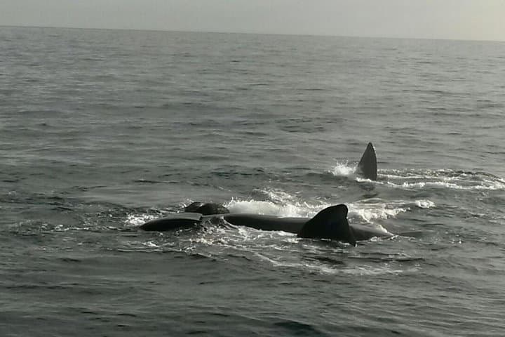 Hermanus Boat Whale Watching: Close-Up Encounters with Southern Right Whales photo 5