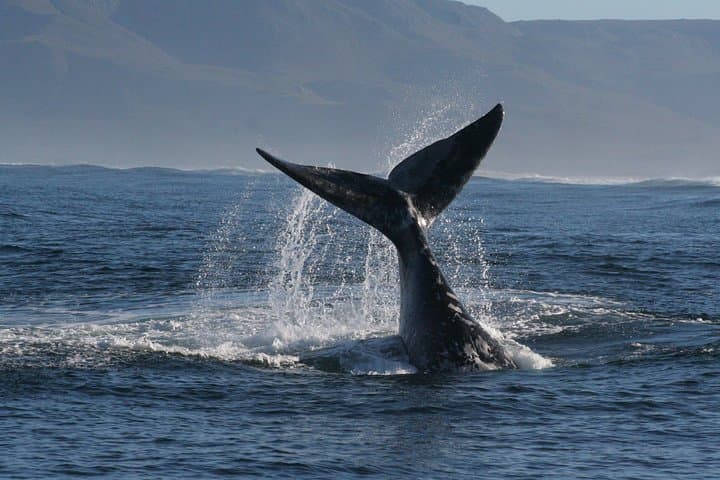 Hermanus Boat Whale Watching: Close-Up Encounters with Southern Right Whales photo 6