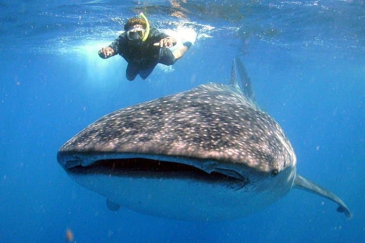 Swim with Whale Sharks in Cancun: Guided Snorkel & Isla Mujeres Visit photo 2