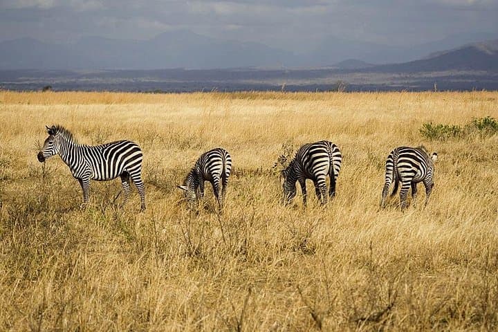 5-Day Mikumi and Ruaha Wildlife Safari from Dar es Salaam photo 2