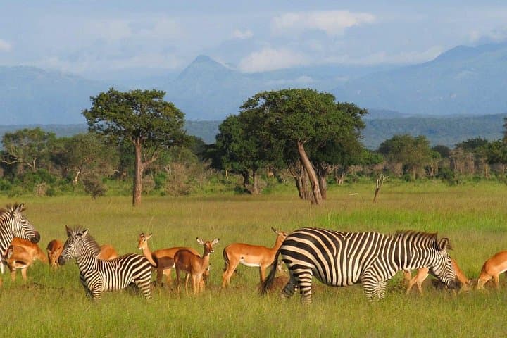 5-Day Mikumi and Ruaha Wildlife Safari from Dar es Salaam