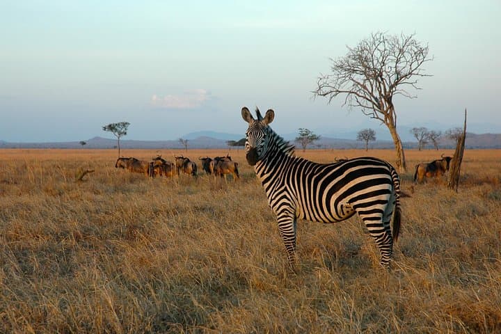 5-Day Mikumi and Ruaha Wildlife Safari from Dar es Salaam photo 4