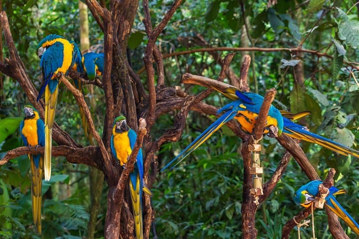 Iguassu Bird Park Tickets & Guided Visit at Parque das Aves, Foz do Iguaçu