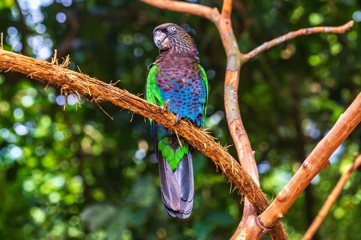 Iguassu Bird Park Tickets & Guided Visit at Parque das Aves, Foz do Iguaçu photo 3