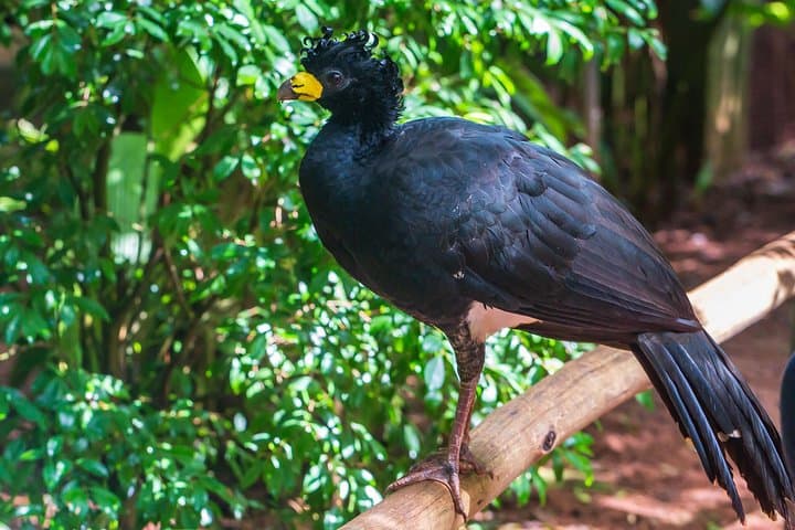 Iguassu Bird Park Tickets & Guided Visit at Parque das Aves, Foz do Iguaçu photo 4