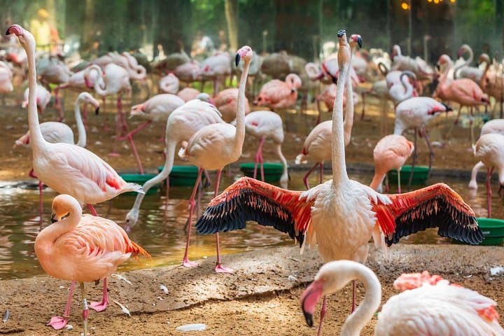 Iguassu Bird Park Tickets & Guided Visit at Parque das Aves, Foz do Iguaçu photo 5