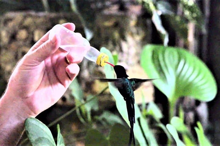 Rocklands Bird Sanctuary & Montego Bay Highlights Tour from Falmouth — Half-Day Wildlife and City Sights photo 2