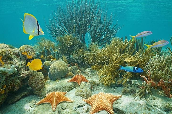 Roatan 3-Stop Snorkel Adventure: Starfish, Blue Channel & Shipwreck photo 3