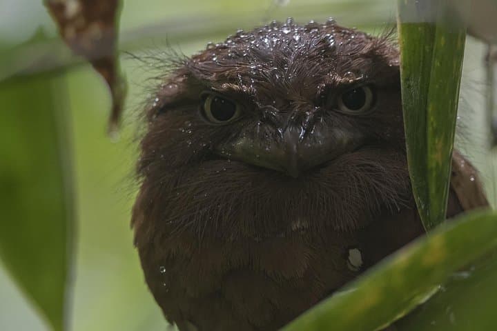 Sinharaja Rainforest Bird-Watching Tour — 2–4 hr Guided Trek for Endemics photo 4