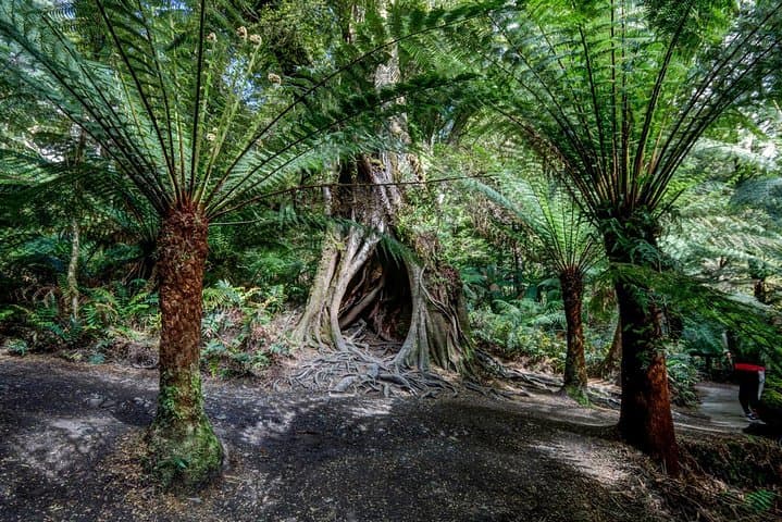 Adelaide to Melbourne: 3-Day Grampians and Great Ocean Road Adventure photo 4