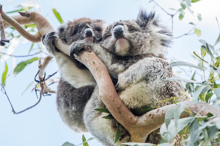 Adelaide to Melbourne: 3-Day Grampians and Great Ocean Road Adventure photo 2