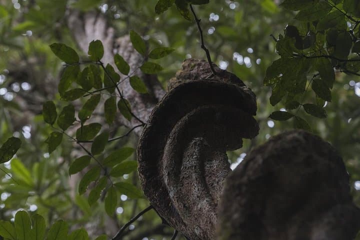 Explore Sinharaja Rainforest: Six Waterfalls Full-Day Hike photo 5